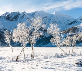 Winterlandschaft Käfertal | © Tourismusverband BRUCK FUSCH | GROSSGLOCKNER | Sochor