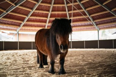 Pony | © Feriendorf Ponyhof