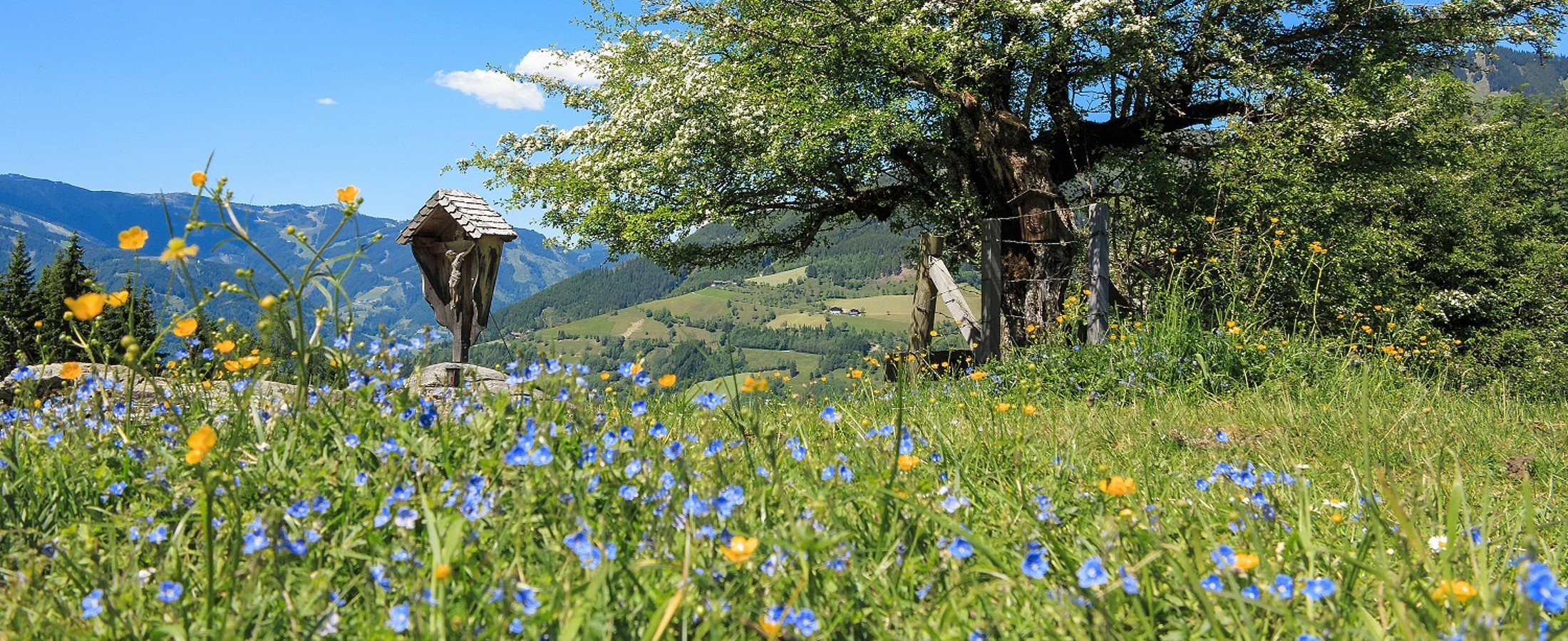 Sommerwiese in Bruck